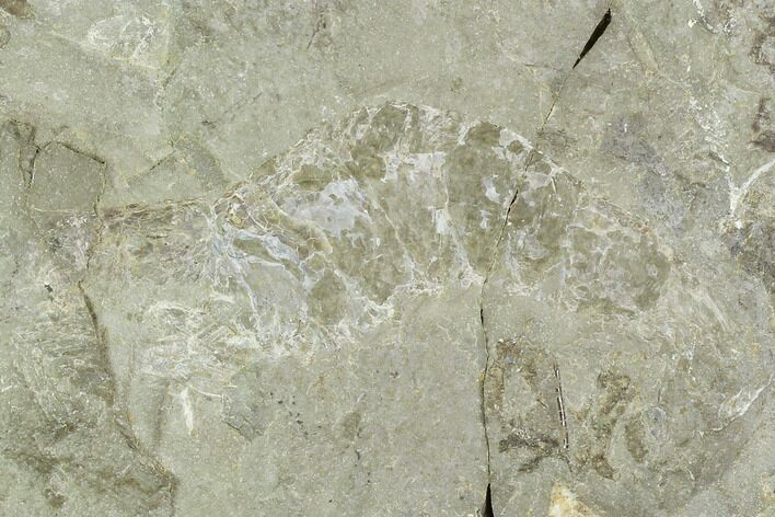 Fossil Shrimp (Aenigmacaris) Plate - Bear Gulch Limestone #130256